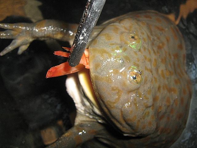 Lepidobatrachus laevis  09.jpg